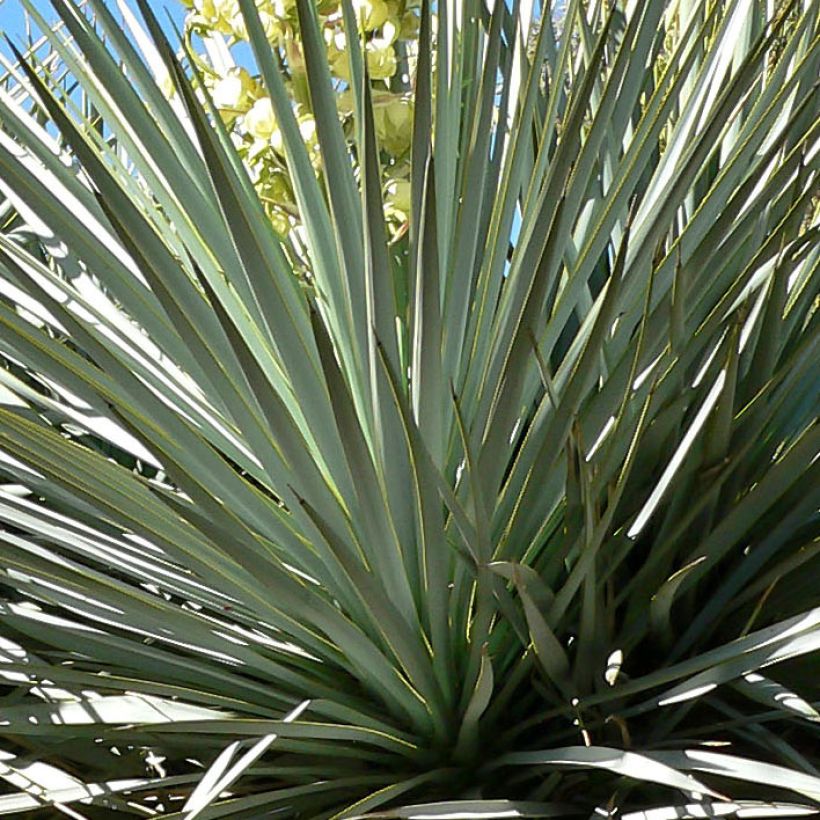 Yucca rigida - Blauwe yucca (Blad)