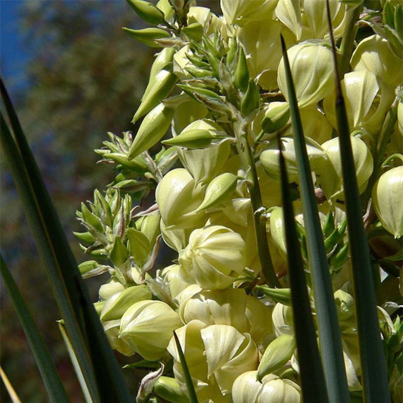 Yucca rigida - Blauwe yucca (Bloei)
