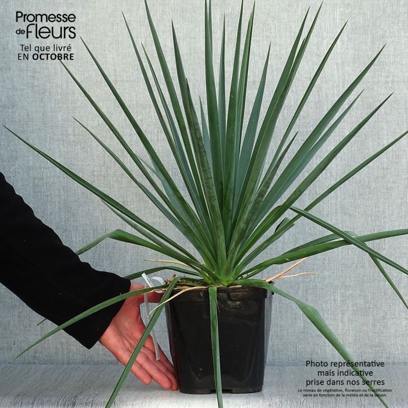 Exemplaar van Yucca rigida Blue Sentry - Blauwe yucca Pot van 3 l/4 l zoals geleverd in de herfst