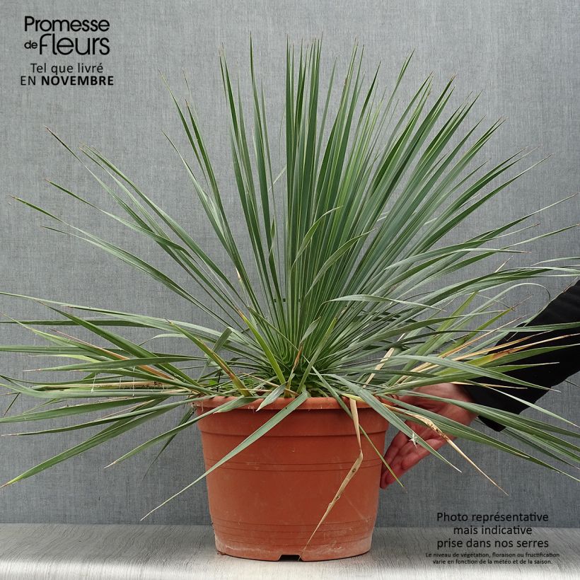 Exemplaar van Yucca rostrata - Palmlelie Pot van 12 l/15 l zoals geleverd in de herfst