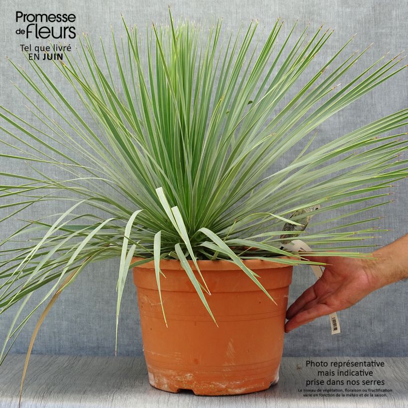 Exemplaar van Yucca rostrata - Palmlelie Pot van 12 l/15 l zoals geleverd in de zomer