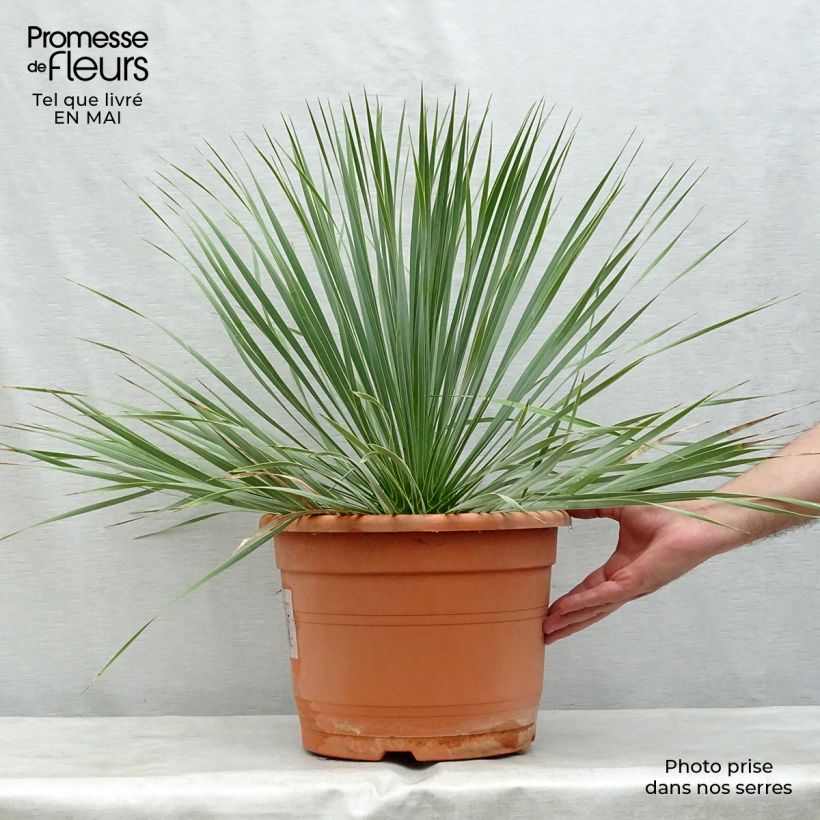 Exemplaar van Yucca rostrata - Palmlelie Pot van 12 l/15 l zoals geleverd in de lente