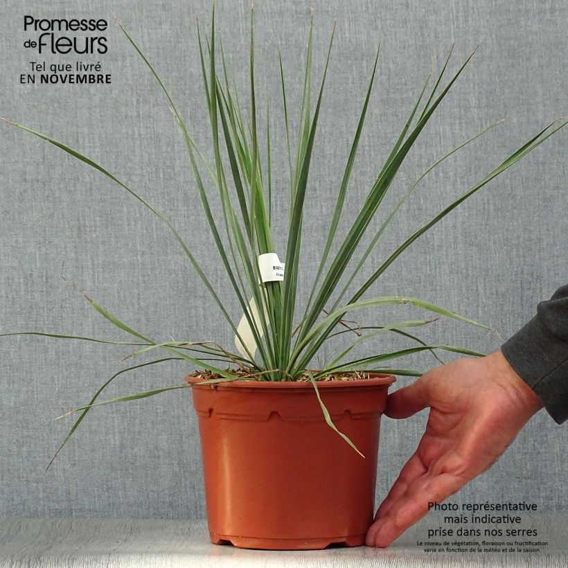 Exemplaar van Yucca rostrata - Palmlelie Pot van 2 l/3 l zoals geleverd in de herfst