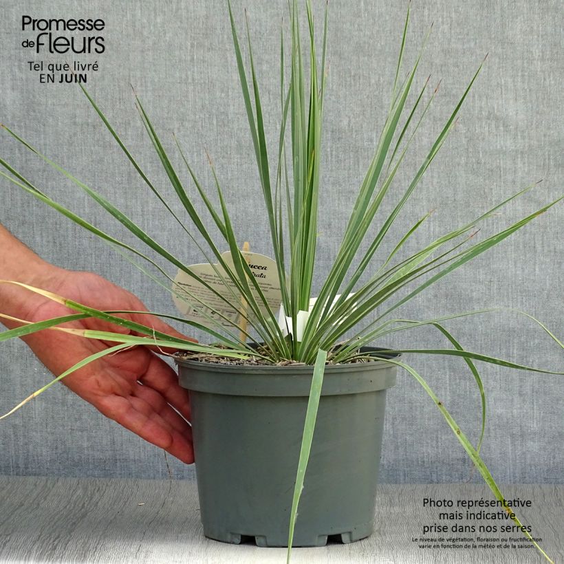 Exemplaar van Yucca rostrata - Palmlelie Pot van 2 l/3 l zoals geleverd in de zomer