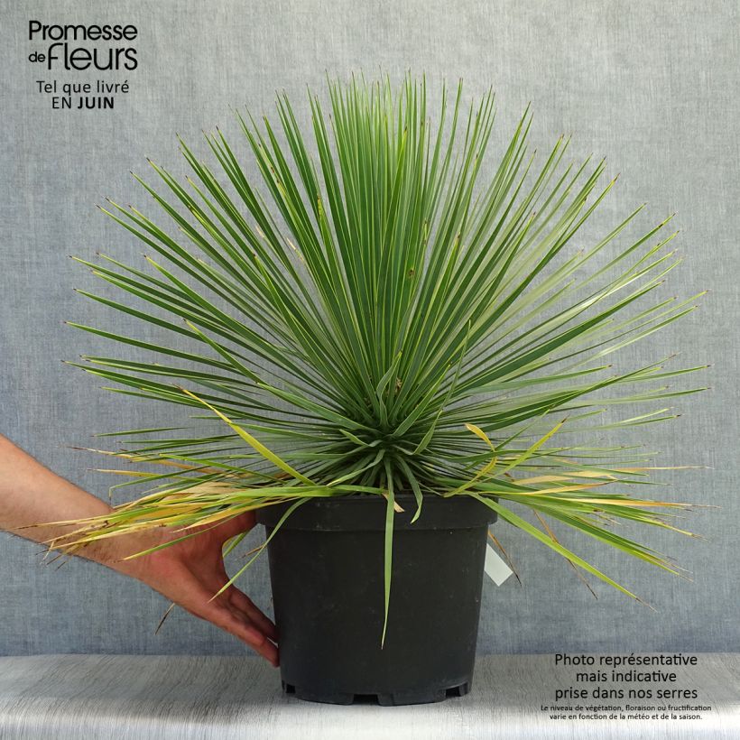 Exemplaar van Yucca rostrata - Palmlelie Pot van 3 l/4 l zoals geleverd in de zomer