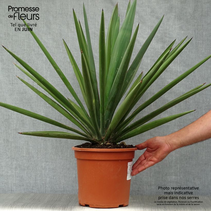 Exemplaar van Yucca torreyi - Spaanse dolk Pot van 7,5 l/10 l zoals geleverd in de zomer