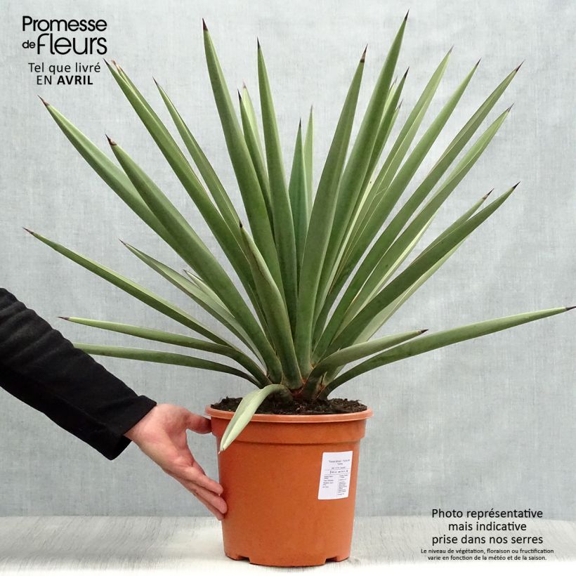 Exemplaar van Yucca torreyi - Spaanse dolk Pot van 7,5 l/10 l zoals geleverd in de lente