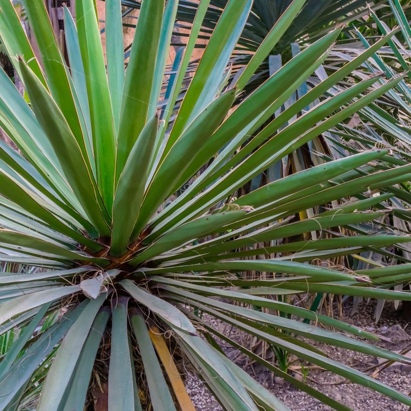 Yucca torreyi - Spaanse dolk (Foliage)