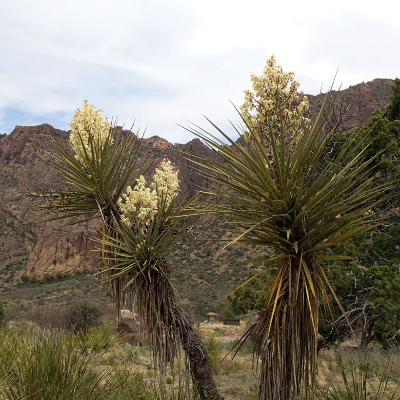 Yucca torreyi - Spaanse dolk (Plant habit)