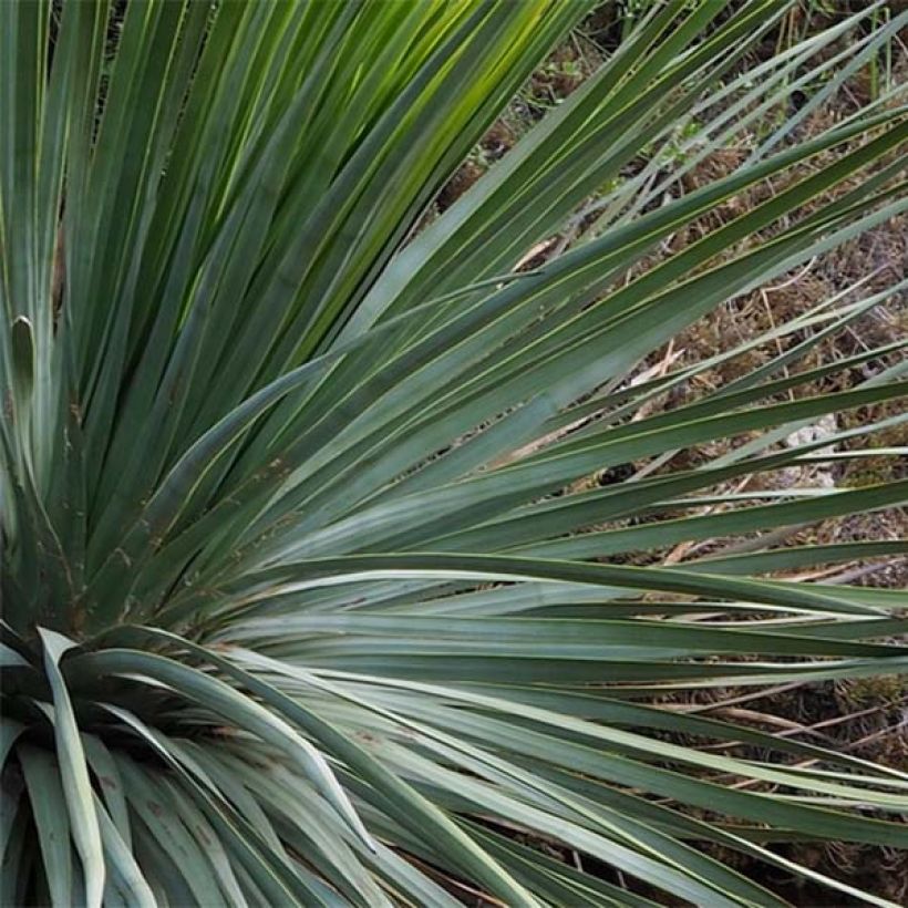 Yucca whipplei (Blad)