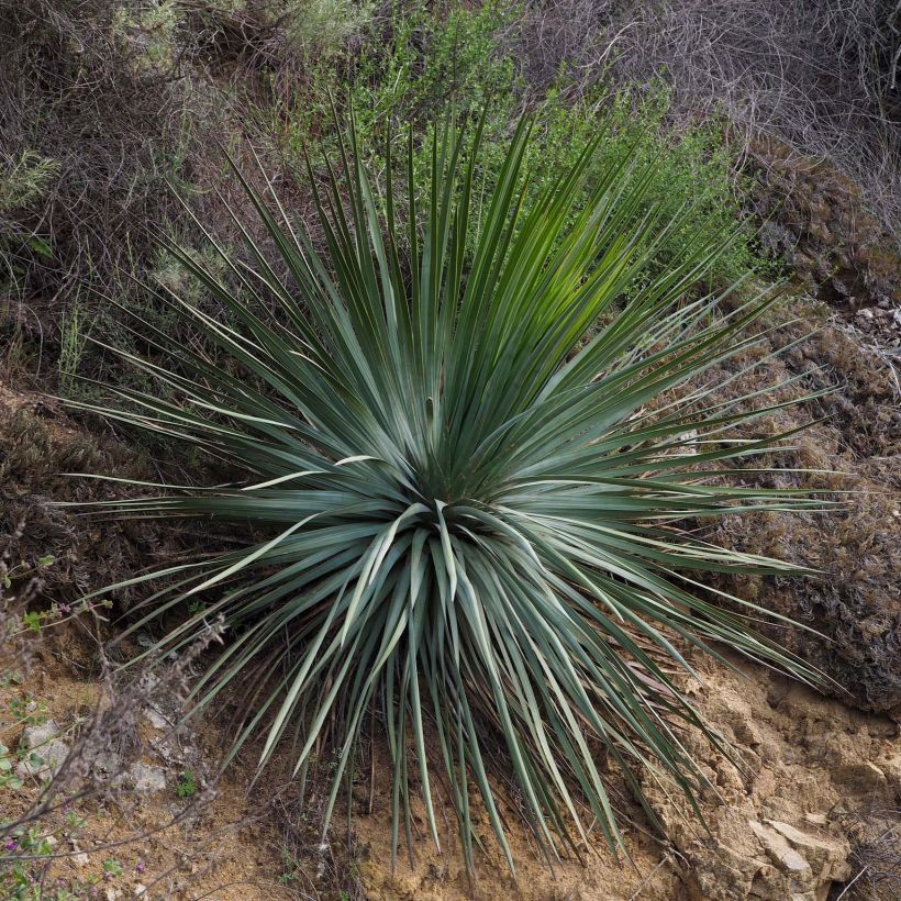 Yucca whipplei (Groeiplaats)