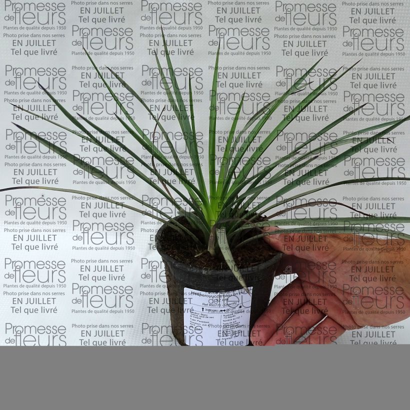 Exemplaar van Yucca whipplei Pot van 12 cm / 13 cm zoals geleverd in de zomer