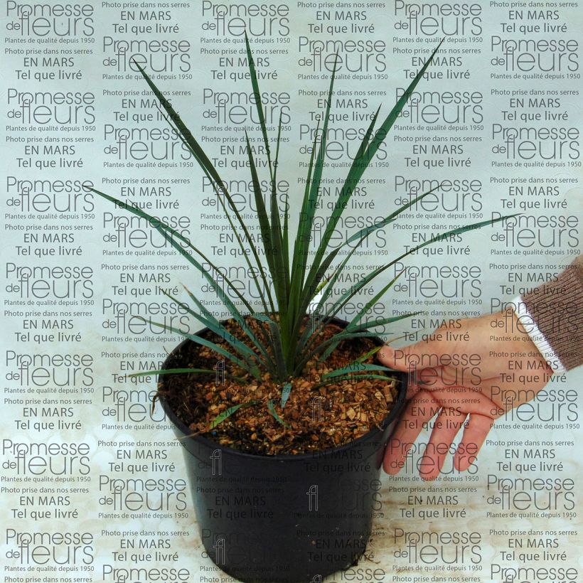 Voorbeeld van een exemplaar van Yucca whipplei Pot van 7,5 l/10 l zoals geleverd