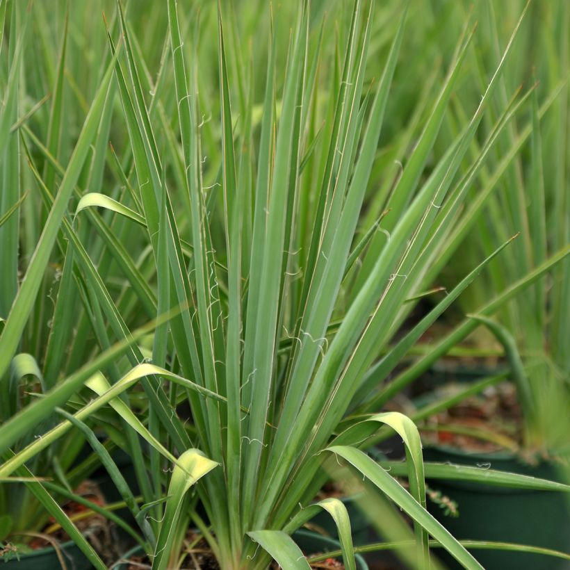 Yucca filamentosa - Palmlelie (Blad)