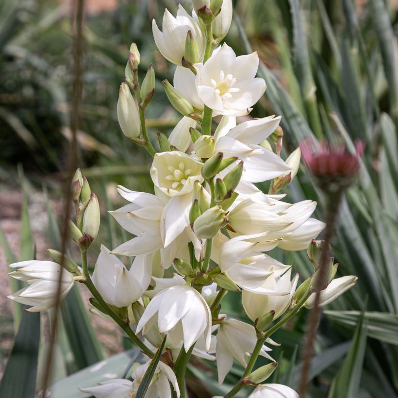 Yucca filamentosa - Palmlelie (Bloei)