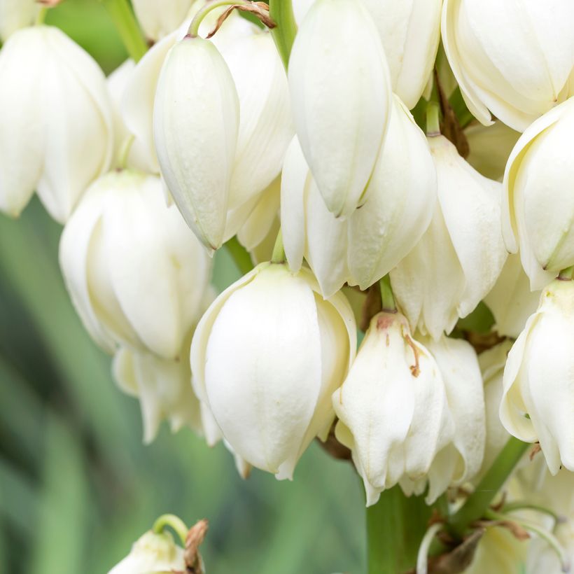 Yucca gloriosa - Palmlelie (Bloei)