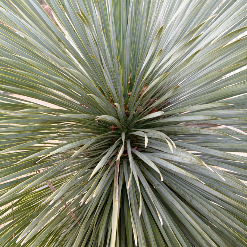 Yucca rostrata Sapphire Skies - Palmlelie (Blad)