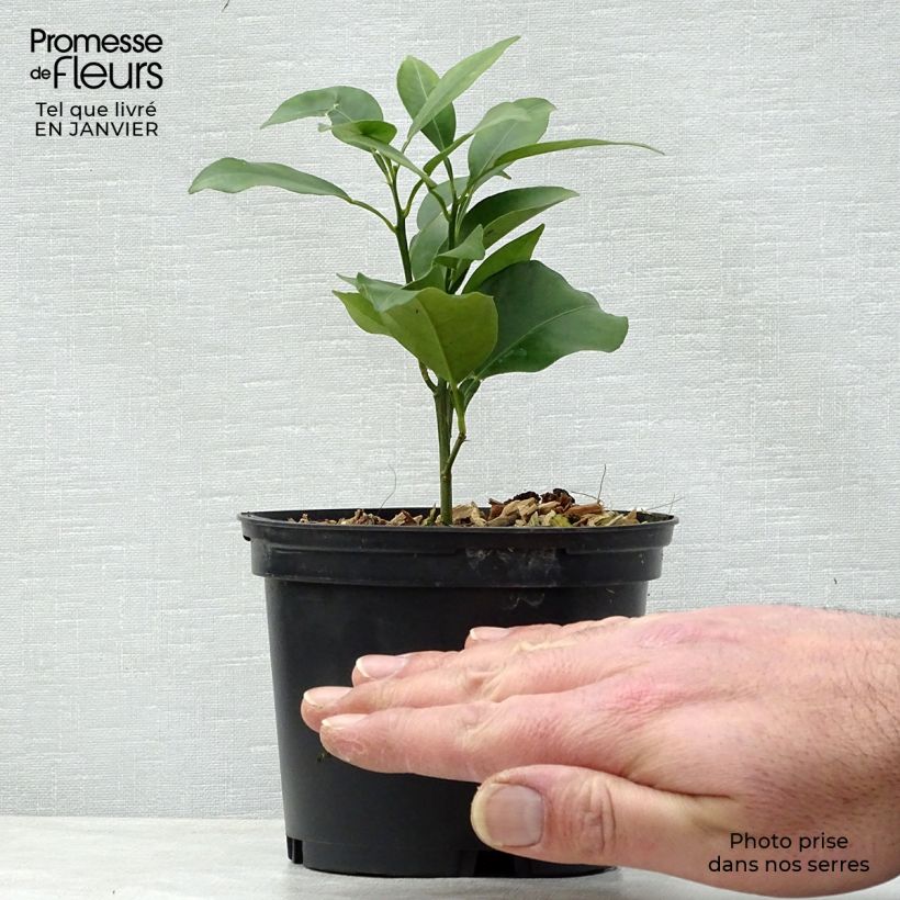 Exemplaar van Yuzu - Citrus junos Pot van 1 l/1,5 l, Struik zoals geleverd in de winter