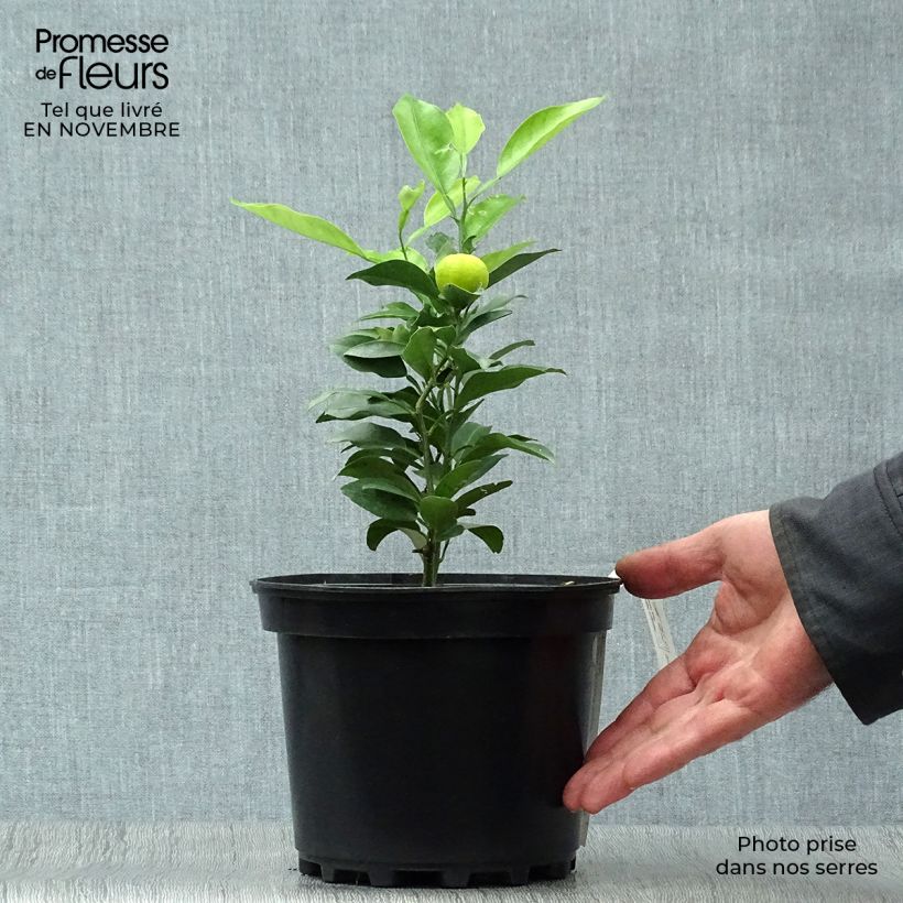 Exemplaar van Yuzu - Citrus junos Pot van 2 l/3 l, Struik zoals geleverd in de herfst