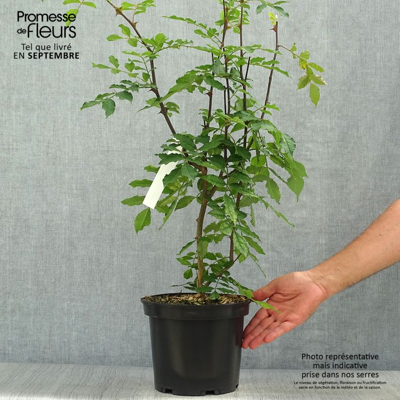 Exemplaar van Zanthoxylum americanum - Poivrier américain Pot de 4L/5L zoals geleverd in de herfst