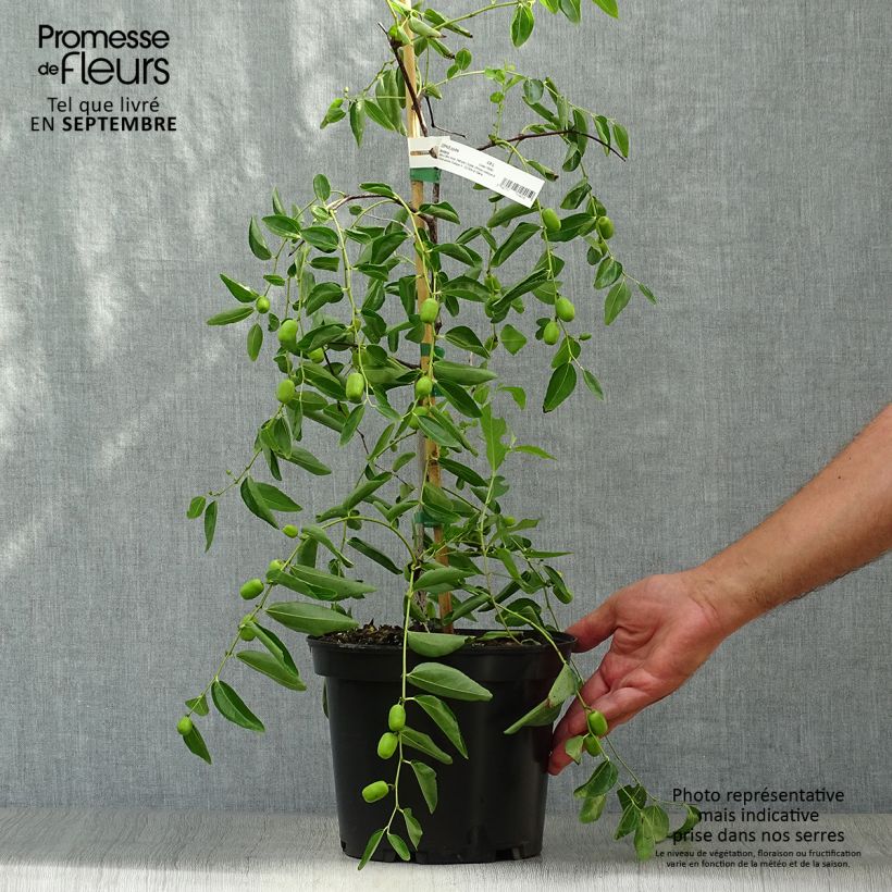 Exemplaar van Ziziphus jujuba Abundance - Jujubier Pot de 3L/4L zoals geleverd in de herfst