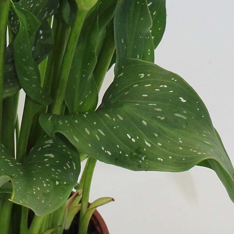 Zantedeschia Captain Fuego - Calla (Blad)