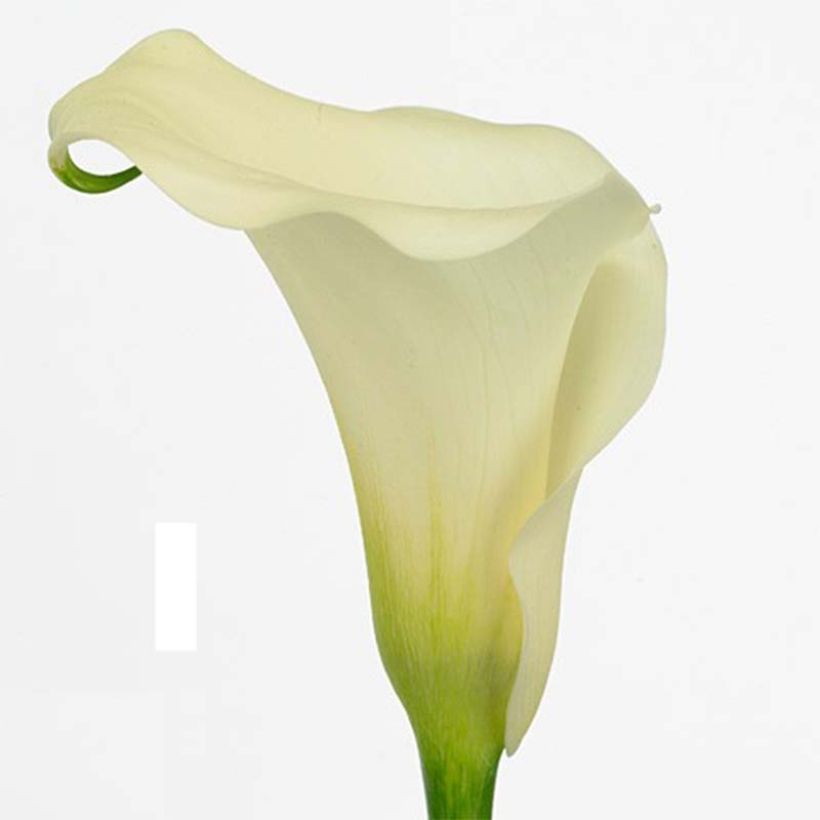 Zantedeschia Captain Marbella - Calla (Bloei)