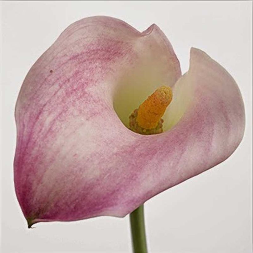 Zantedeschia Captain Marrero - Calla (Bloei)