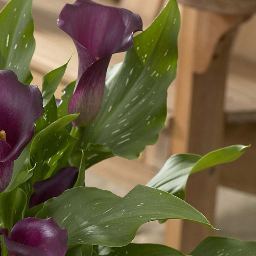 Zantedeschia Captain Reno - Calla (Blad)