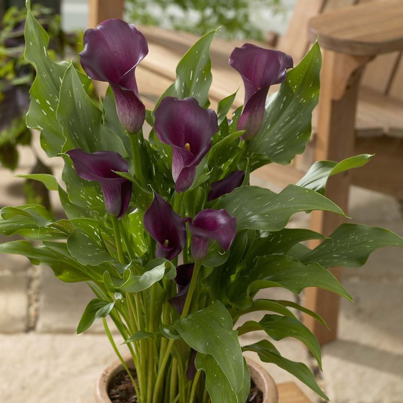 Zantedeschia Captain Reno - Calla (Groeiplaats)