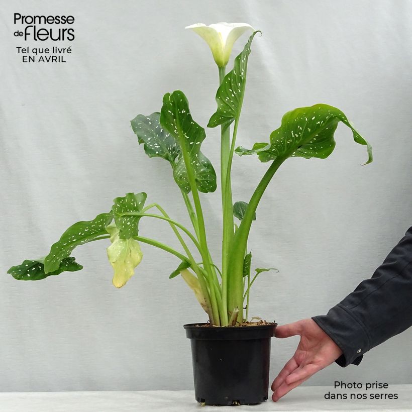 Exemplaar van Zantedeschia aethiopica Himalaya - Witte aronskelk Pot van 2 l/3 l zoals geleverd in de lente