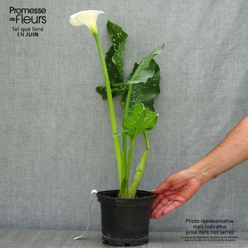 Exemplaar van Zantedeschia aethiopica Himalaya - Witte aronskelk Pot van 2 l/3 l zoals geleverd in de zomer