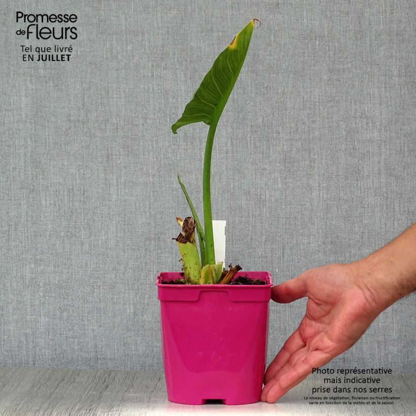 Exemplaar van Zantedeschia aethiopica Pink Flamingo - Witte aronskelk Pot van 2 l/3 l zoals geleverd in de zomer
