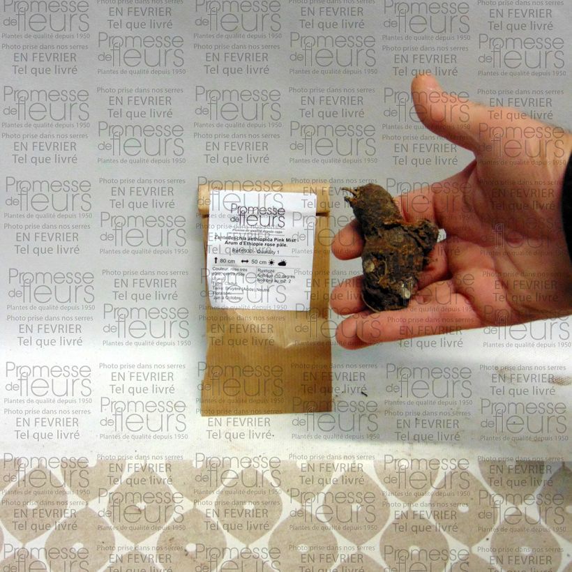 Voorbeeld van een exemplaar van Zantedeschia aethiopica Pink Mist - Witte aronskelk Bol kaliber I zoals geleverd