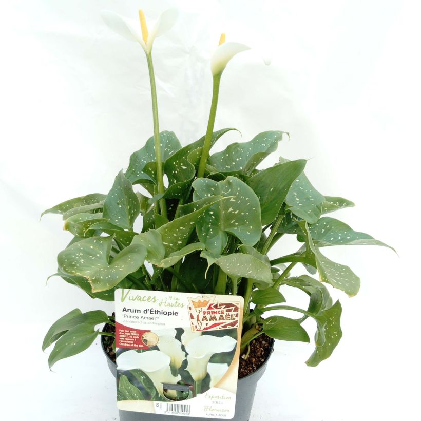 Zantedeschia aethiopica Prince Amaël - Witte aronskelk (Groeiplaats)