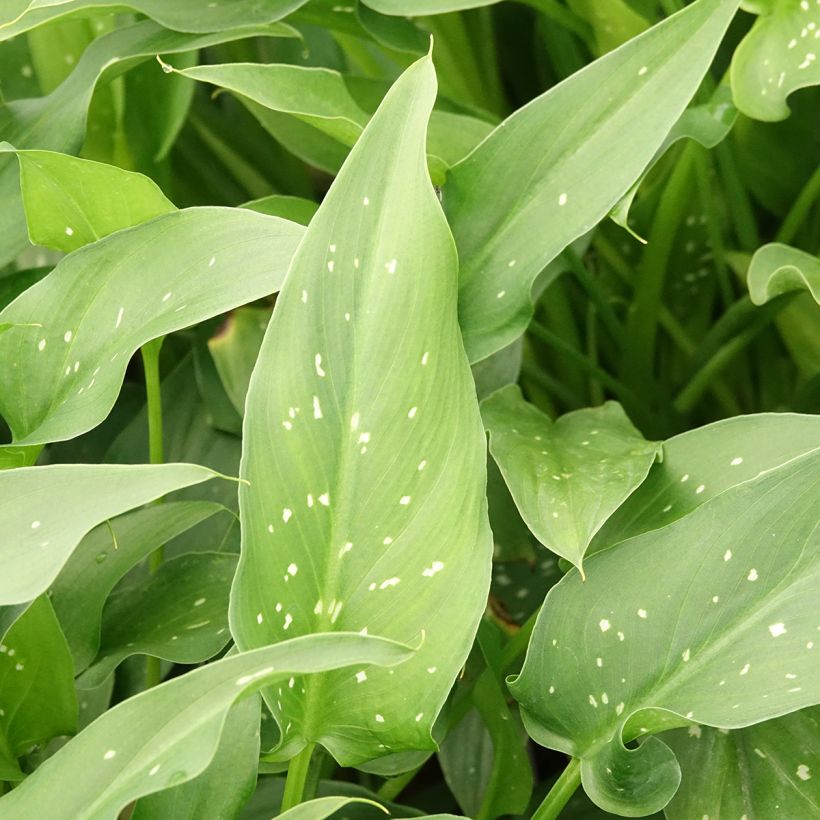 Zantedeschia aethiopica Scented Lady - Witte aronskelk (Blad)