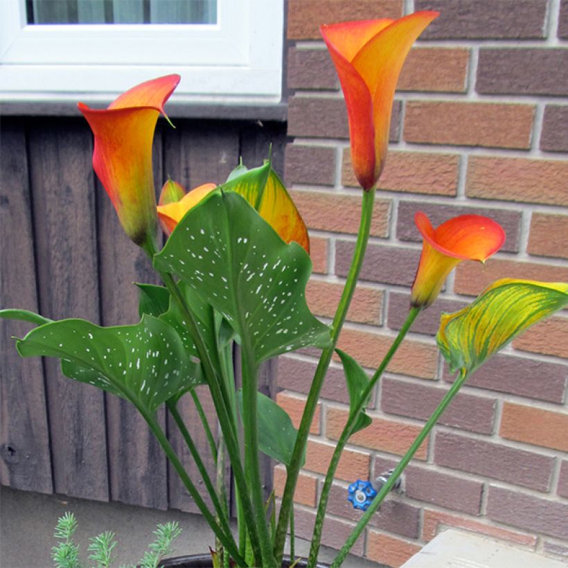 Zantedeschia Flame - Calla (Groeiplaats)