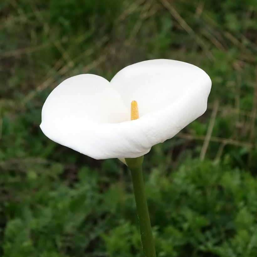 Zantedeschia aethiopica Himalaya - Witte aronskelk (Bloei)