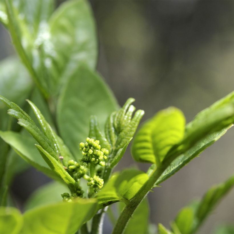 Zanthoxylum coreanum - Peperboom (Flowering)