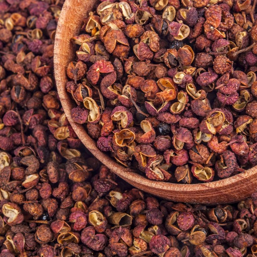 Zanthoxylum coreanum - Peperboom (Harvest)