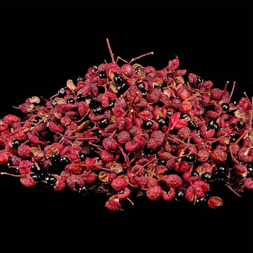 Zanthoxylum piperitum - Japanse peperboom (Oogst)