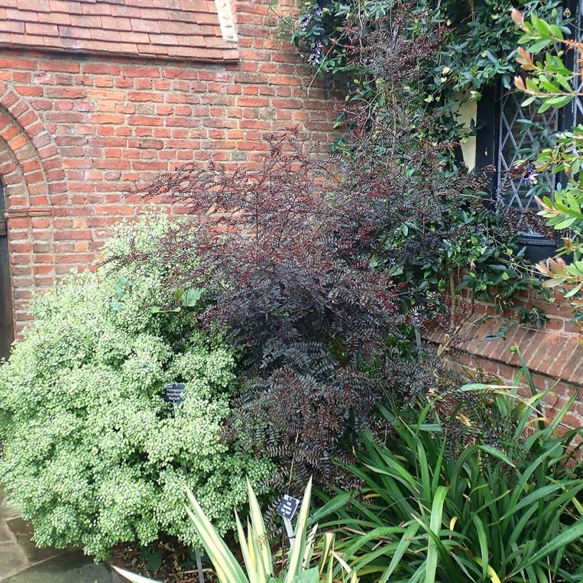 Zanthoxylum piperitum Black Magic - Japanse peperboom (Groeiplaats)