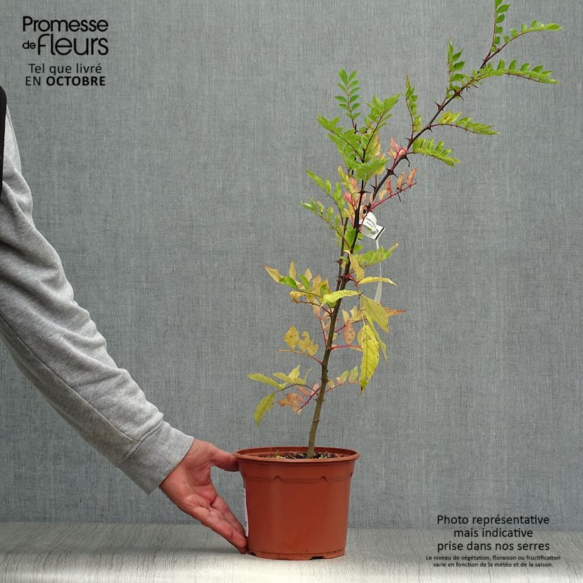 Exemplaar van Zanthoxylum piperitum - Japanse peperboom Pot van 2 l/3 l zoals geleverd in de herfst