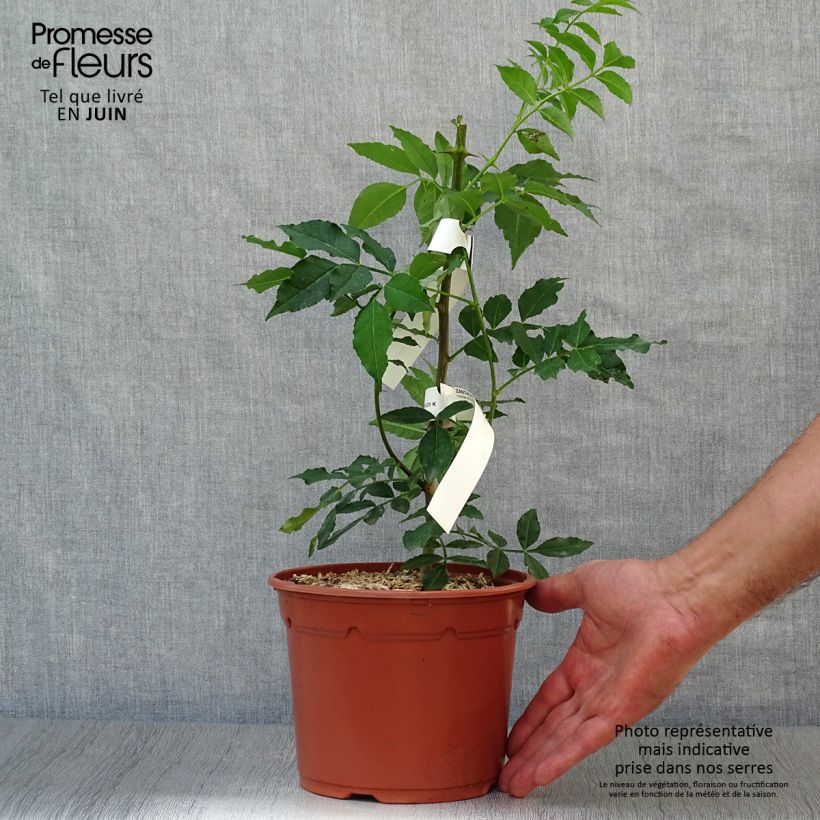 Exemplaar van Zanthoxylum piperitum - Japanse peperboom Pot van 2 l/3 l zoals geleverd in de zomer