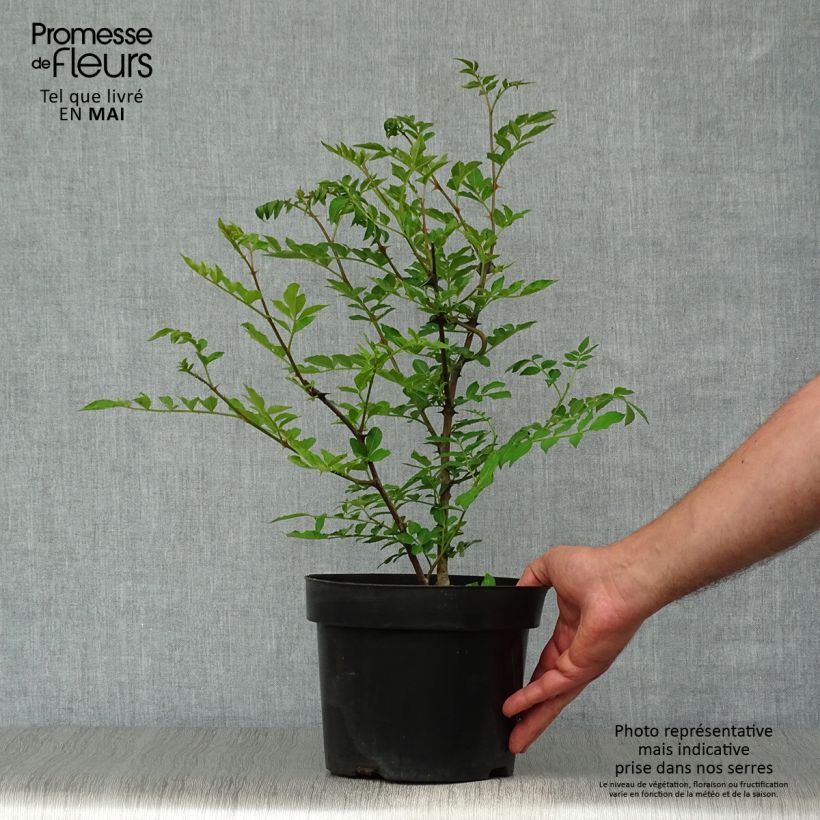 Example of Zanthoxylum simulans - Japanse peper Pot van 2 l/3 l as you get in printemps