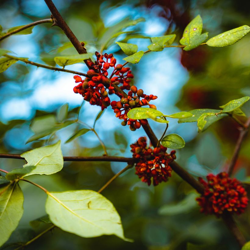 Zanthoxylum americanum - Kiespijnboom (Bloei)