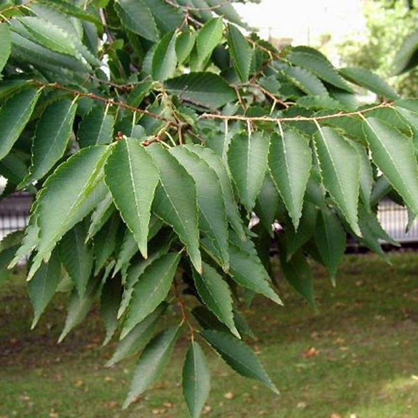 Zelkova serrata - Japanse zelkova (Blad)
