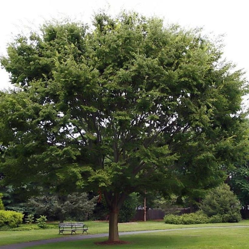 Zelkova serrata - Japanse zelkova (Groeiplaats)