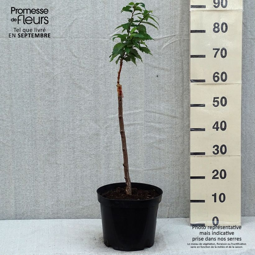 Exemplaar van Zelkova serrata Goblin - Japanse zelkova Pot van 4 l/5 l zoals geleverd in de zomer