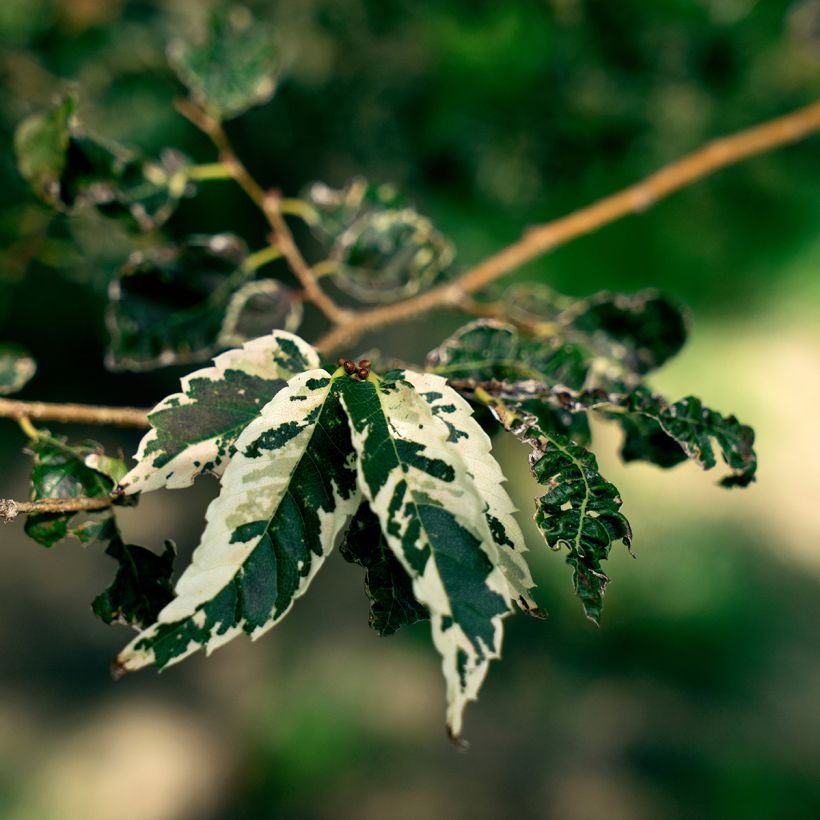 Zelkova serrata Variegata - Japanse zelkova bont (Blad)